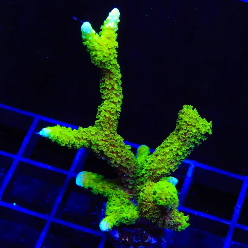 Nuclear Green Montipora Digitata XL Frag Coral - TSA Coral