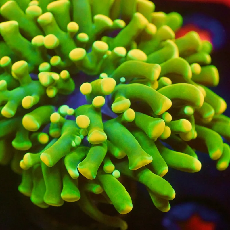 Jolly Rancher Hammer Coral - Top Shelf Aquatics