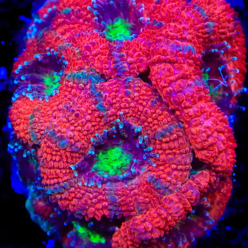 TSA Berry Delight Micromussa Acan Coral - TSA Coral