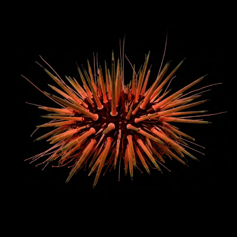 Rock-Boring Urchin