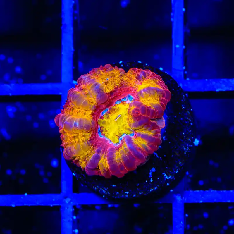 TSA Dipped in Fire Micromussa Acan Coral - TSA Coral