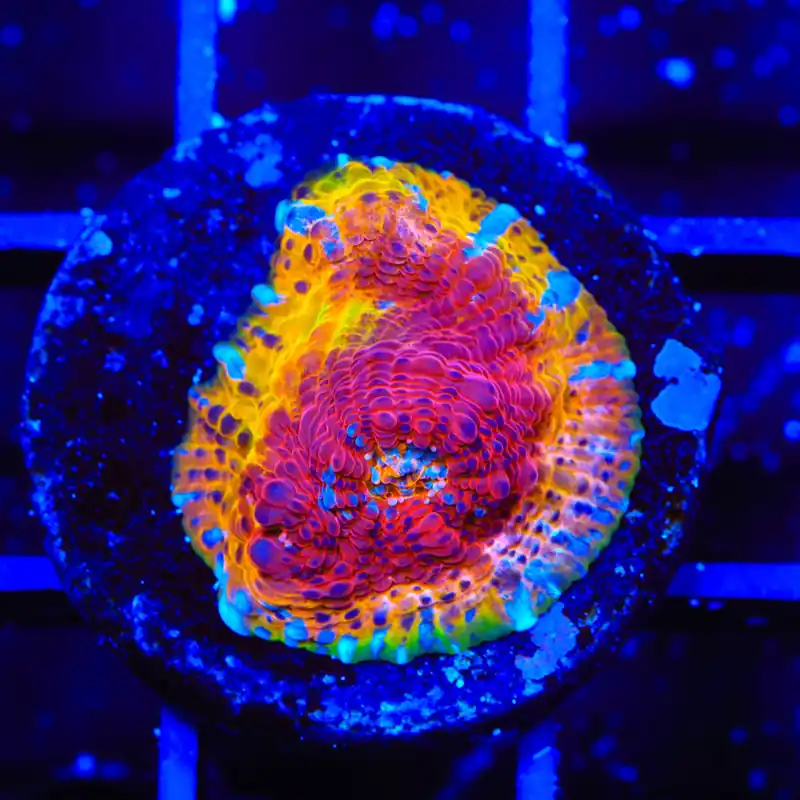 TSA Rainbow Inferno Chalice Coral - TSA Coral