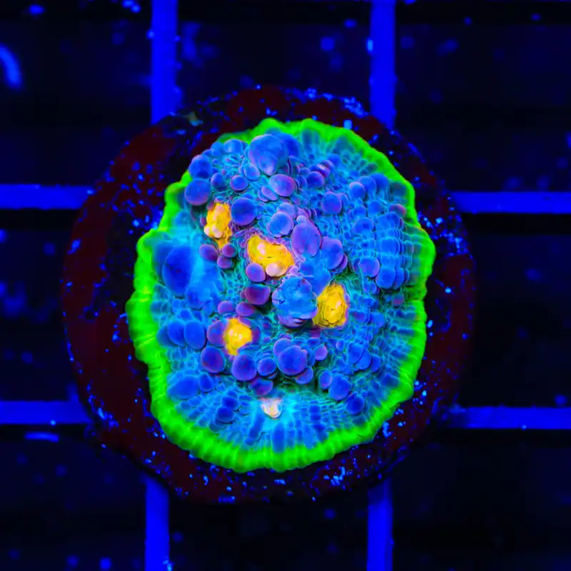 TSA Galaxy Quest Chalice Coral - TSA Coral
