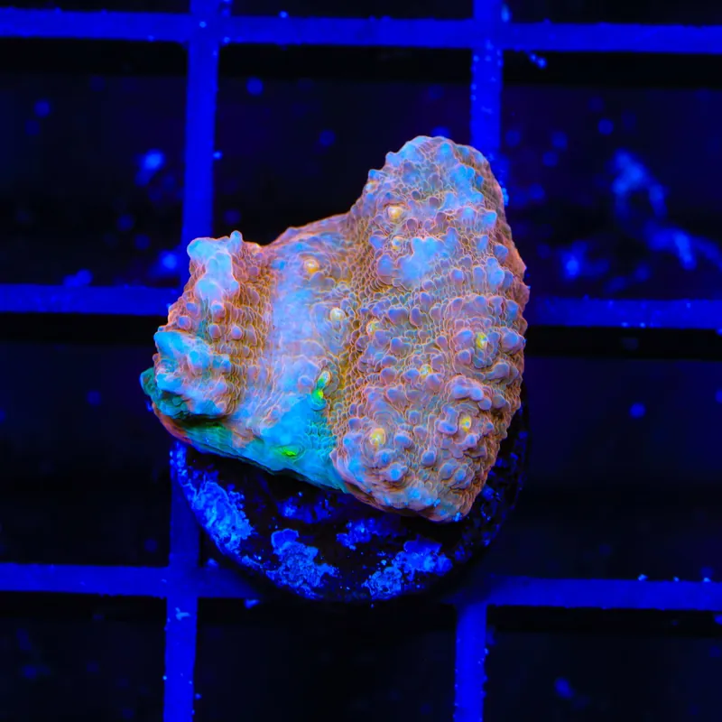 TSA Fruit Ninja Chalice Coral - TSA Coral