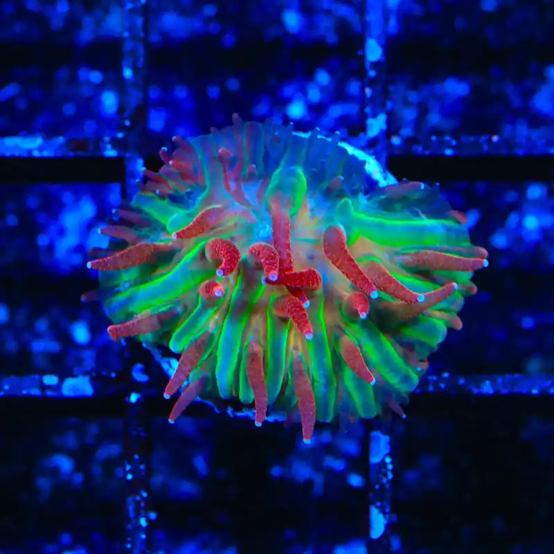 TSA Strawberry Ice Aquacultured Plate Coral - TSA Coral