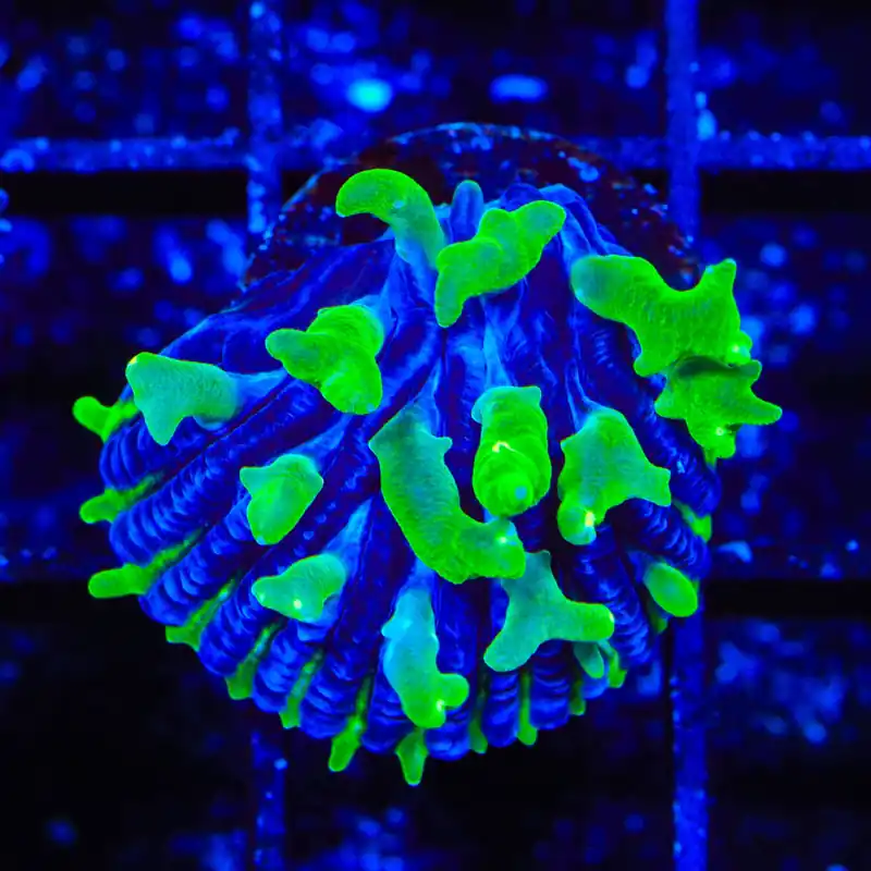 TSA Troll Doll Aquacultured Plate Coral - TSA Coral
