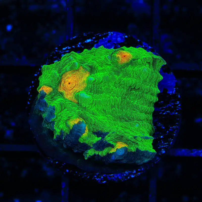 TSA Dark Side of the Moon Chalice Coral - TSA Coral
