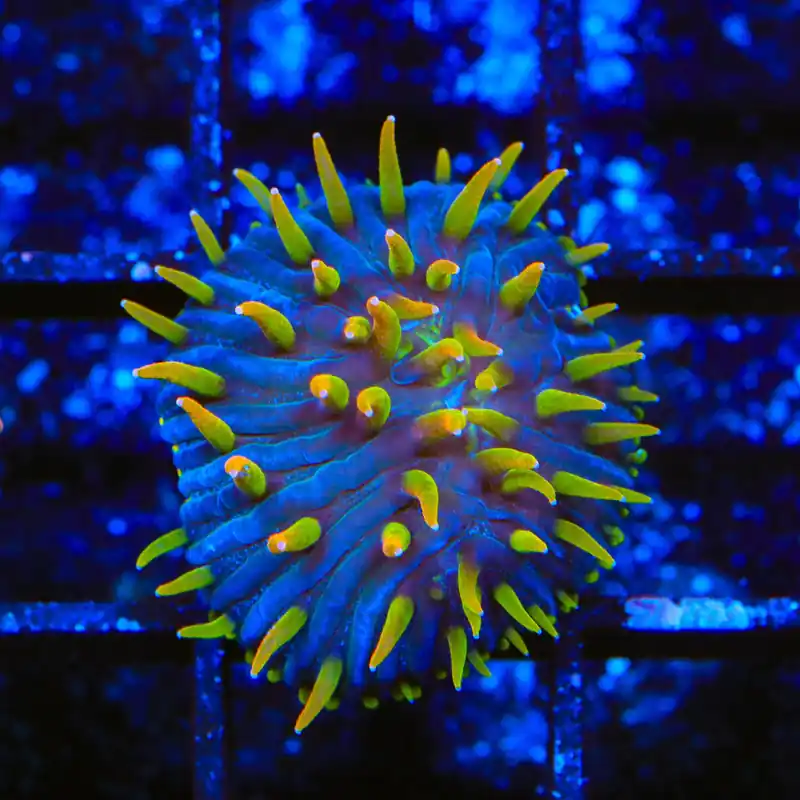 TSA Battletoads Aquacultured Plate Coral - TSA Coral
