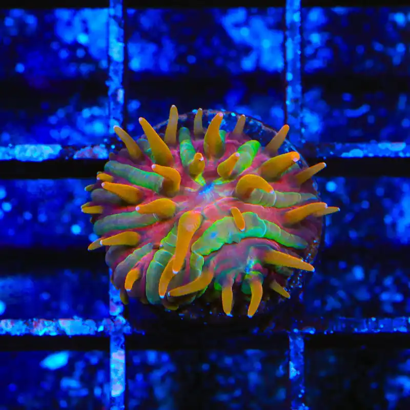 TSA Rainbow Blanka Aquacultured Plate Coral - TSA Coral