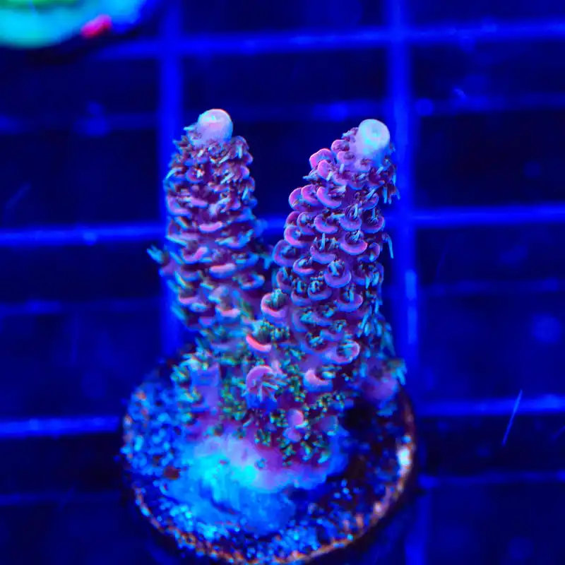 TSA Woolly Mammoth Acropora Coral - TSA Coral