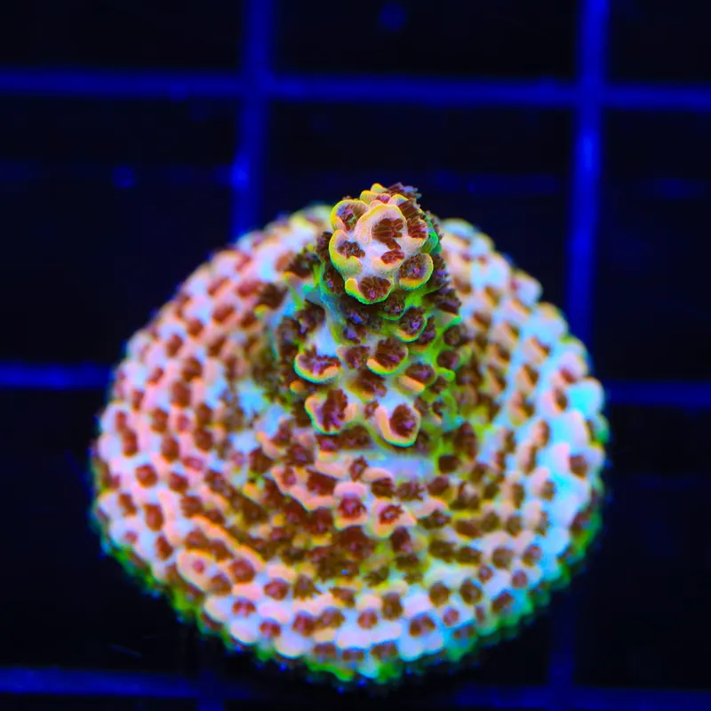 TSA Lion O Acropora Coral - TSA Coral