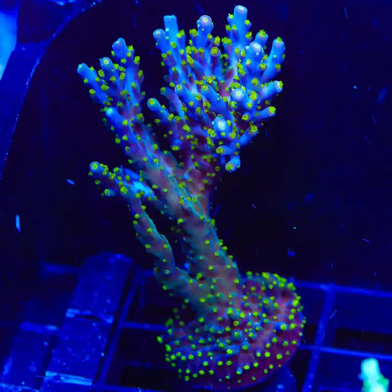 Garf Bonsai Acropora XL Frag Coral - TSA Coral