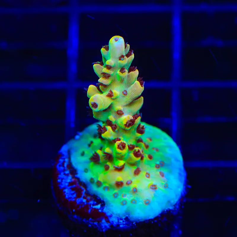 TSA Crayola Twist Acropora Coral - TSA Coral