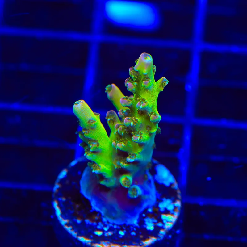 TSA Disco Fever Acropora Coral - TSA Coral