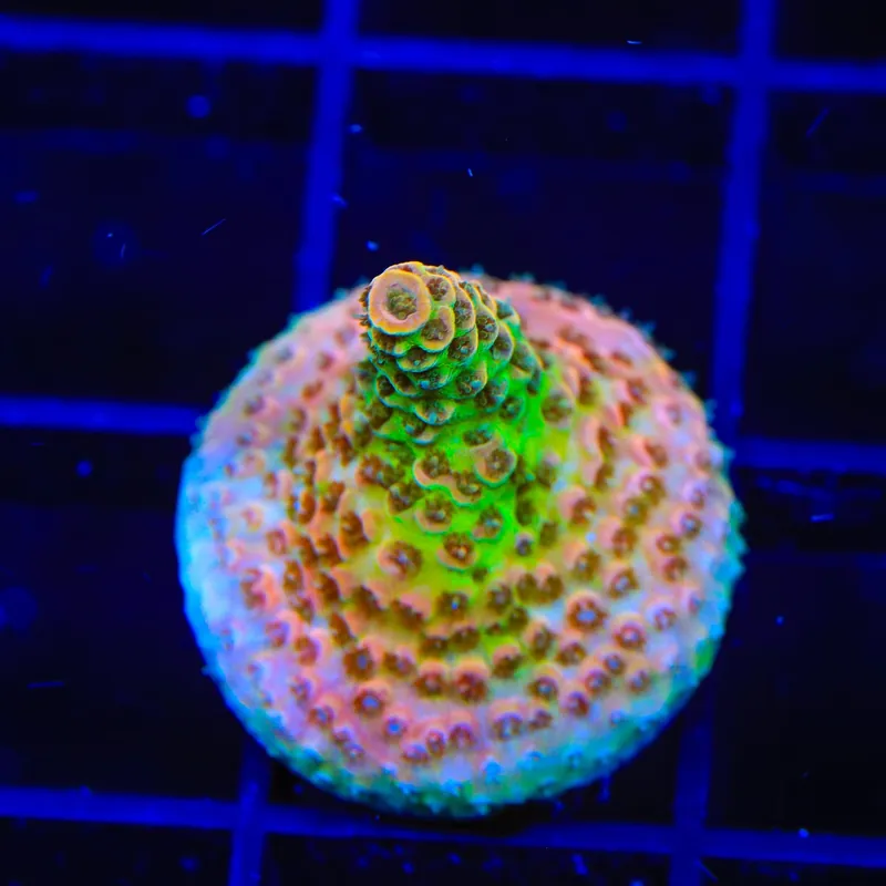 TSA Four Loko Acropora Coral - TSA Coral