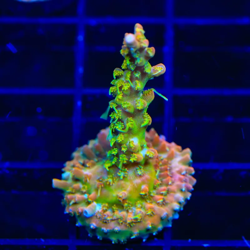 TSA Tangerine Spirit Acropora Coral - TSA Coral