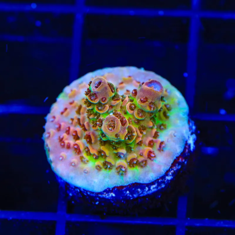 TSA Four Loko Acropora Coral - TSA Coral
