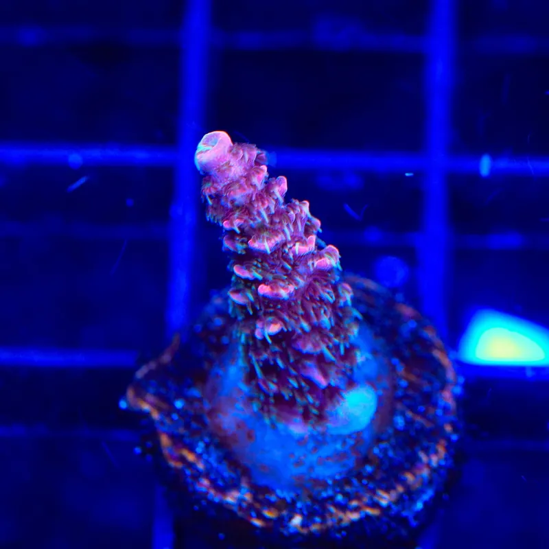 TSA Woolly Mammoth Acropora Coral - TSA Coral