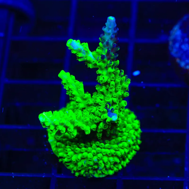 TSA Raspberry Splice Acropora XL Frag Coral - TSA Coral