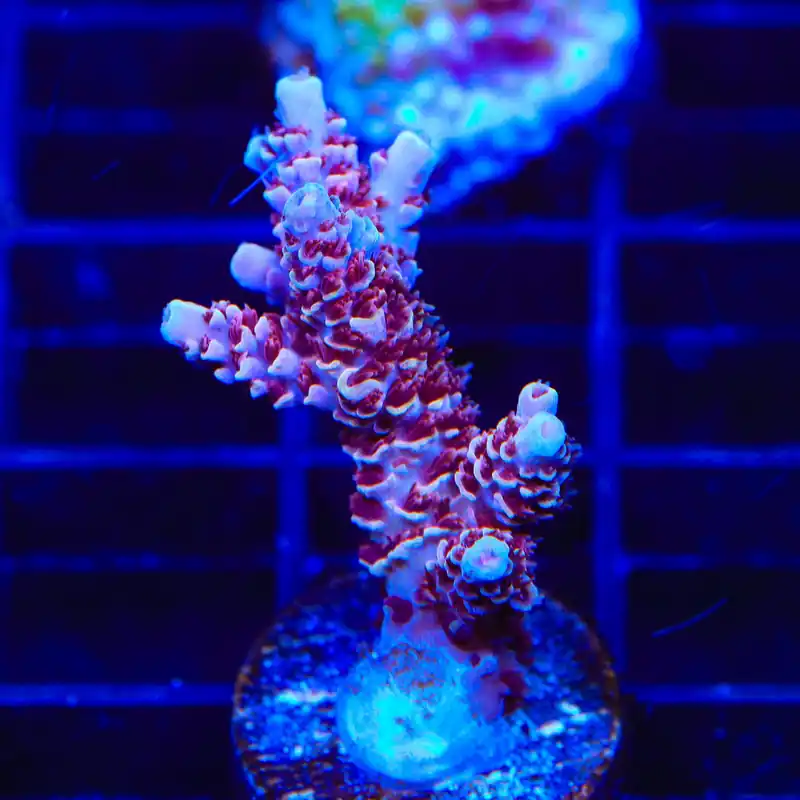 TSA Rainbow Sherbet Acropora Coral - TSA Coral