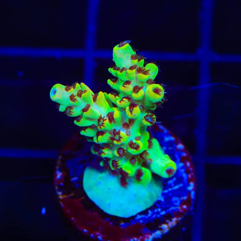 TSA Harvey Wallbanger Acropora Coral - TSA Coral