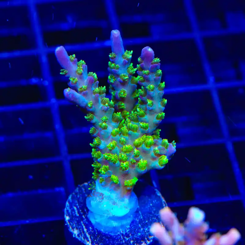 TSA Grape Ape Acropora Coral - TSA Coral