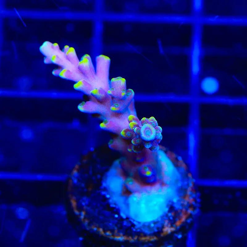 TSA Purple Rain Acropora Coral - TSA Coral