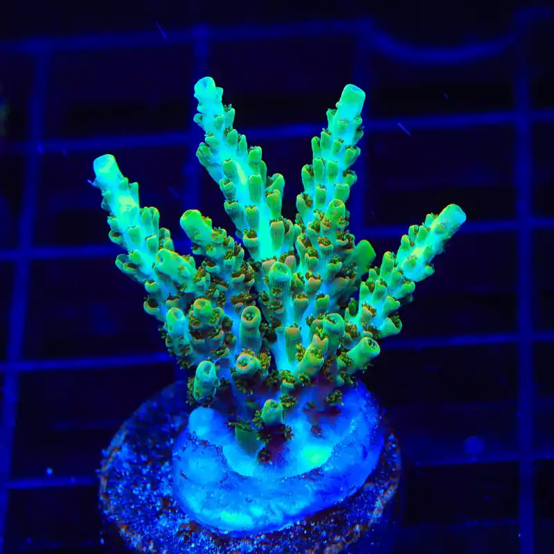 TSA Dan Aykroyd Acropora XL Frag Coral - TSA Coral