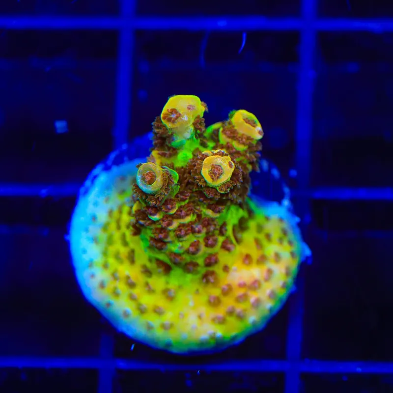 TSA Lion O Acropora Coral - TSA Coral