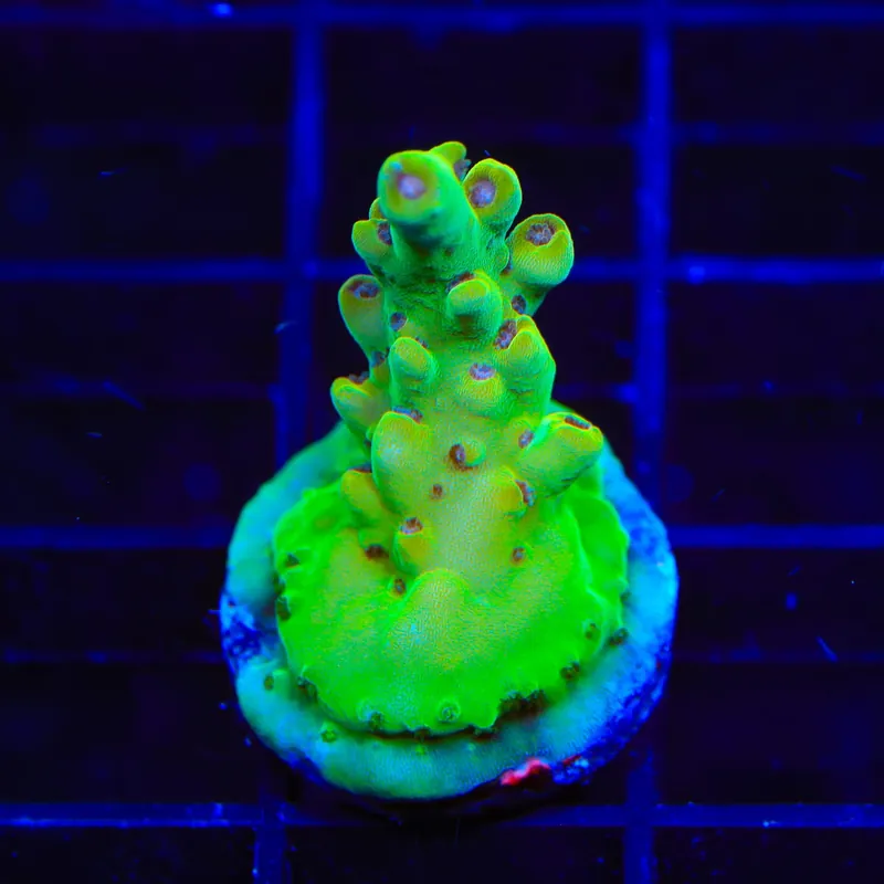 TSA Honeysuckle Acropora Coral - TSA Coral