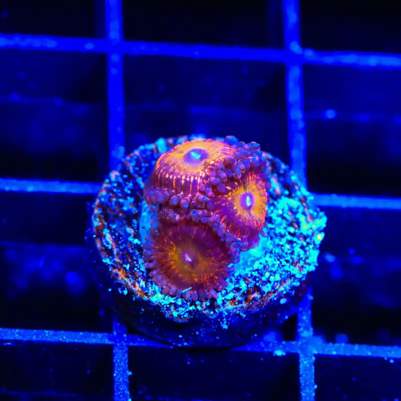 Krak God Zoanthids Coral - TSA Coral
