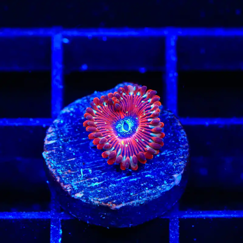 Seduction Zoanthids Coral - TSA Coral