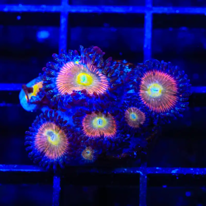 TSA Rainbow Spectrum Zoanthids Coral - TSA Coral