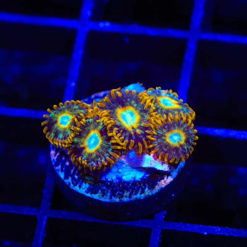 Murder Hornet Zoanthids Coral - TSA Coral