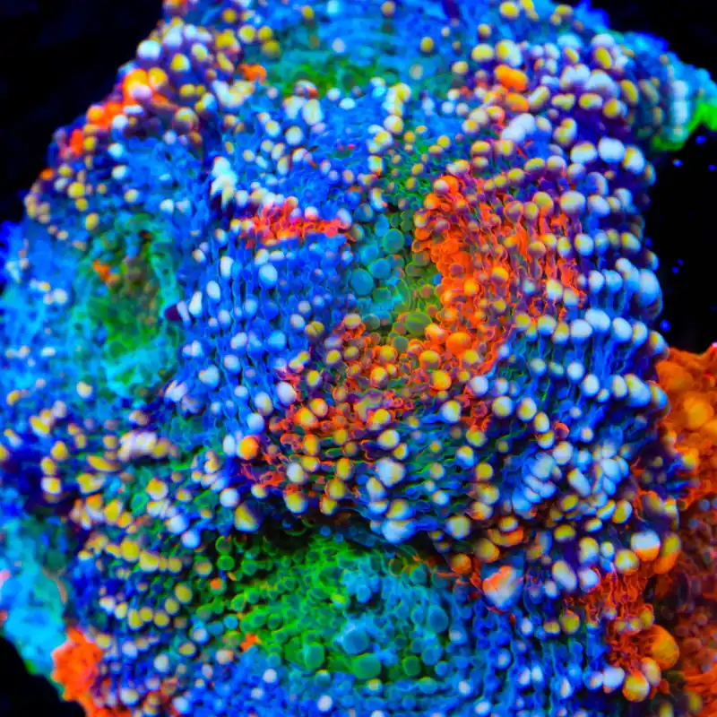 TSA Berry Bash Echinata Coral - TSA Coral