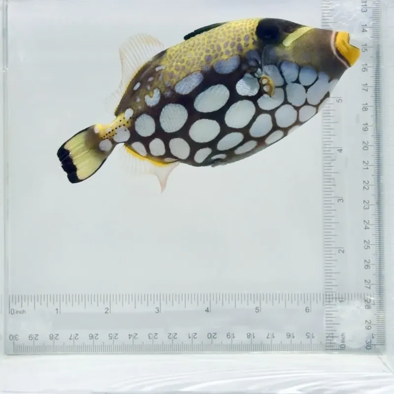 Clown Triggerfish - TSA Fish