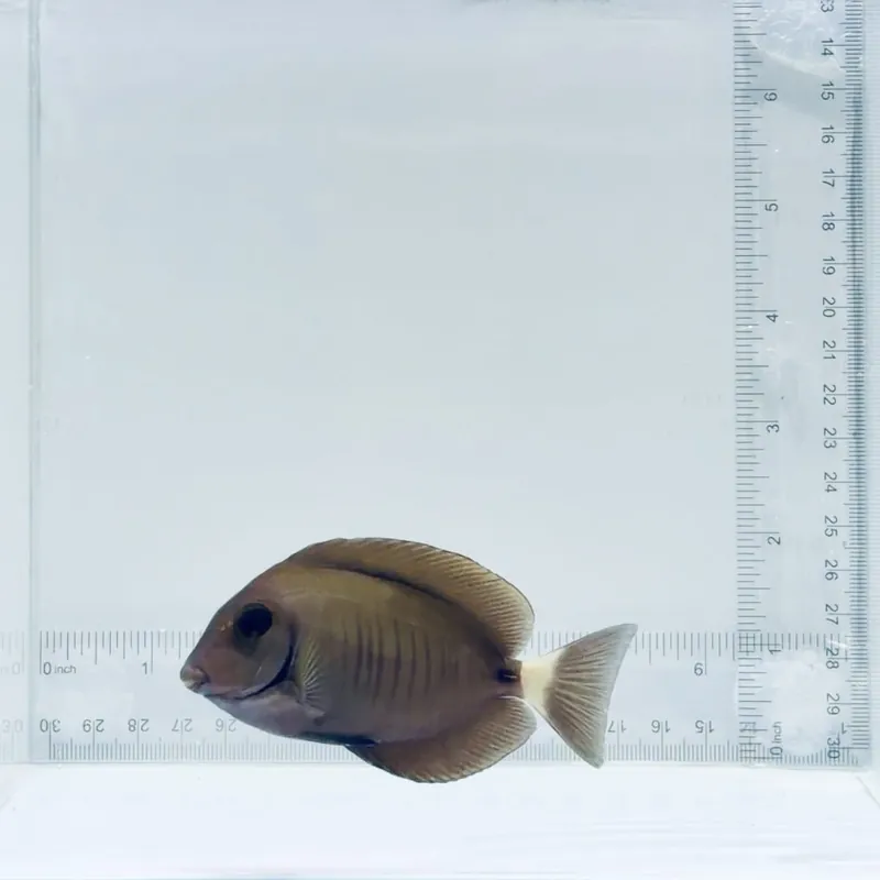 Atlantic Doctor Tang Fish - TSA Fish