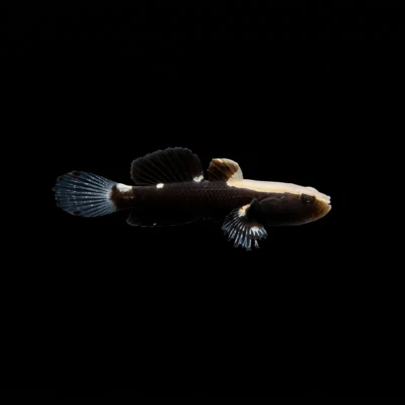 White Cap Goby - Lotilia graciliosa