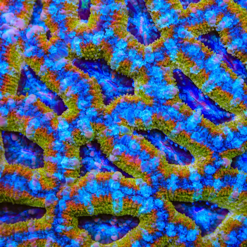 TSA Gold Leaf Acan Coral - TSA Coral