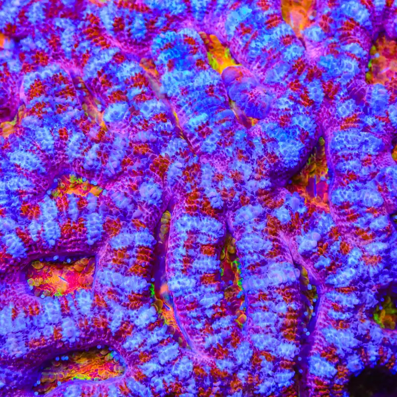 TSA Pink Dreams Acan Coral - TSA Coral