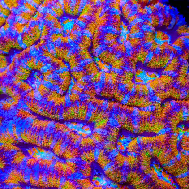 TSA Fruit Chew Acan Coral - TSA Coral