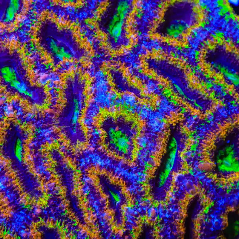 TSA Hocus Pocus Acan Coral - TSA Coral