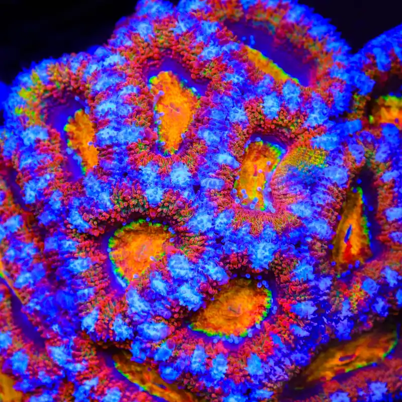 TSA Rainbow Killer Acan Coral - TSA Coral