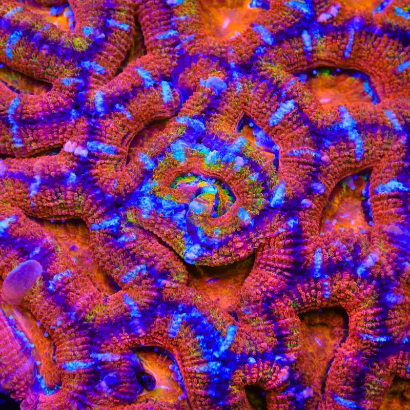 TSA Crotch Rocket Acan Coral - TSA Coral