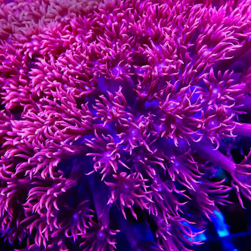 TSA Dream Goniopora Coral - TSA Coral