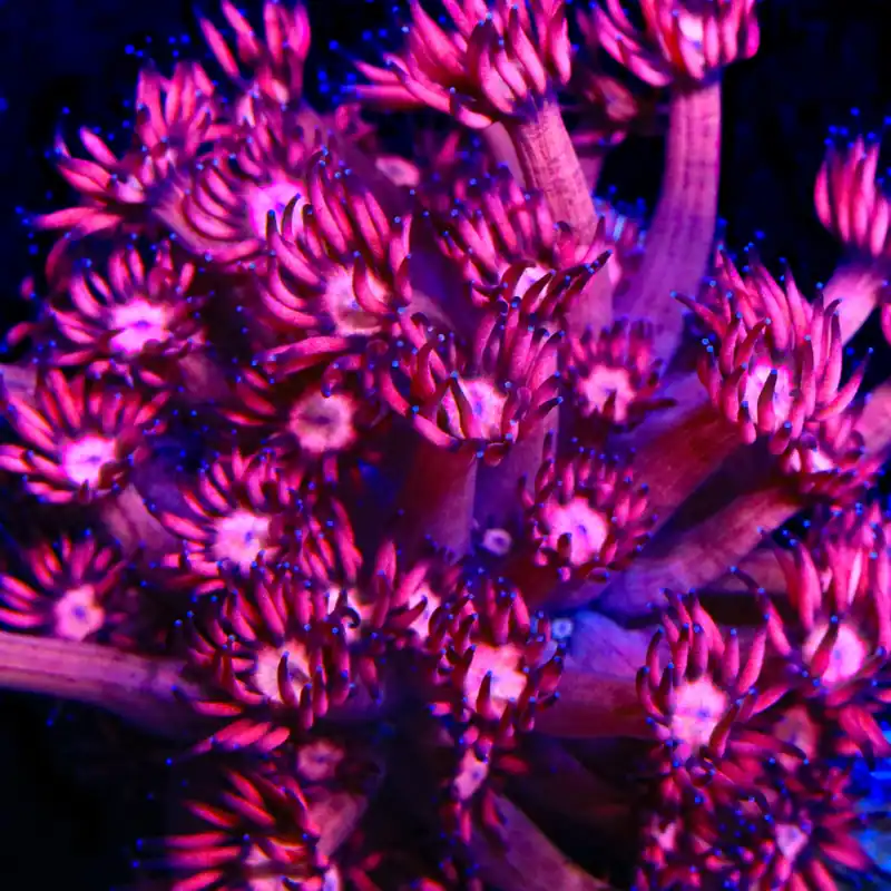TSA Archangel Goniopora Coral - TSA Coral
