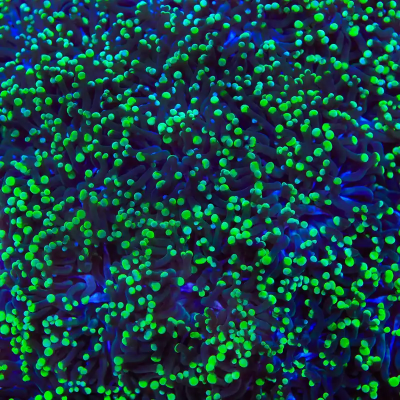 TSA Toxic Tip Cristata Coral - TSA Coral