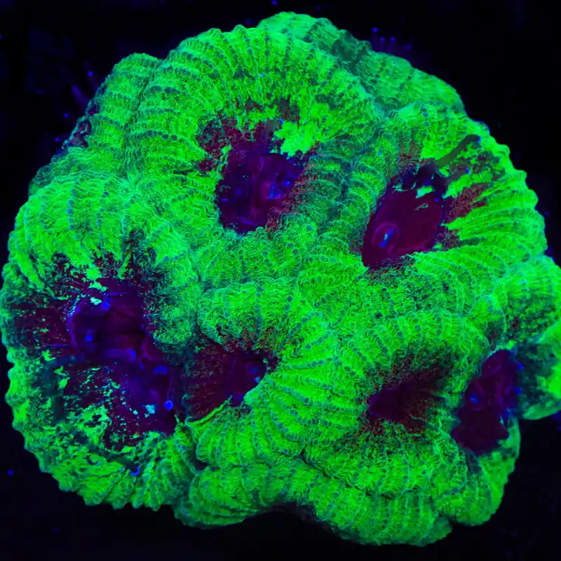 Beast Boy Favia Coral - TSA Coral