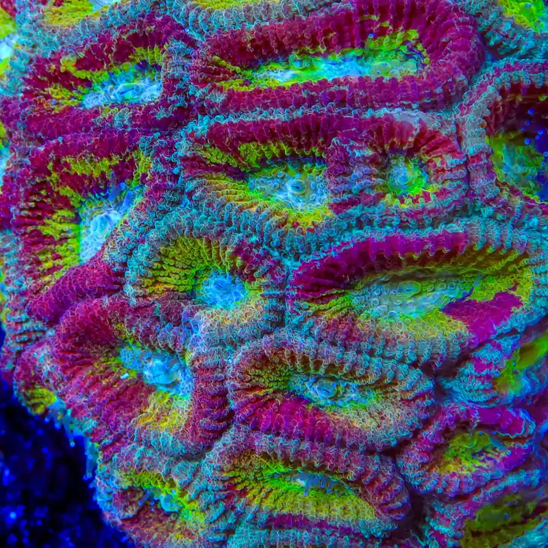 ACI Red Splatter Drunk Monkey Favia Coral - TSA Coral
