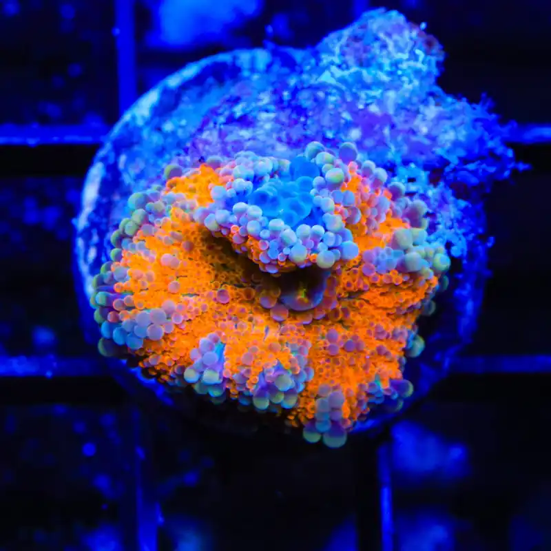 Rainbow Yuma Coral - TSA Coral